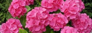 Como podar las hortensias