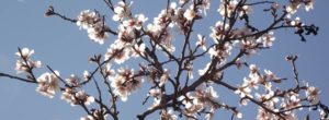 Como podar el arbol de almendro