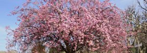 Cómo podar un cerezo