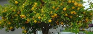 Como podar un limonero