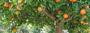 Como podar el árbol de Naranjo.