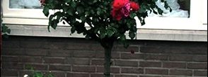 Como podar un rosal de pie alto o en árbol